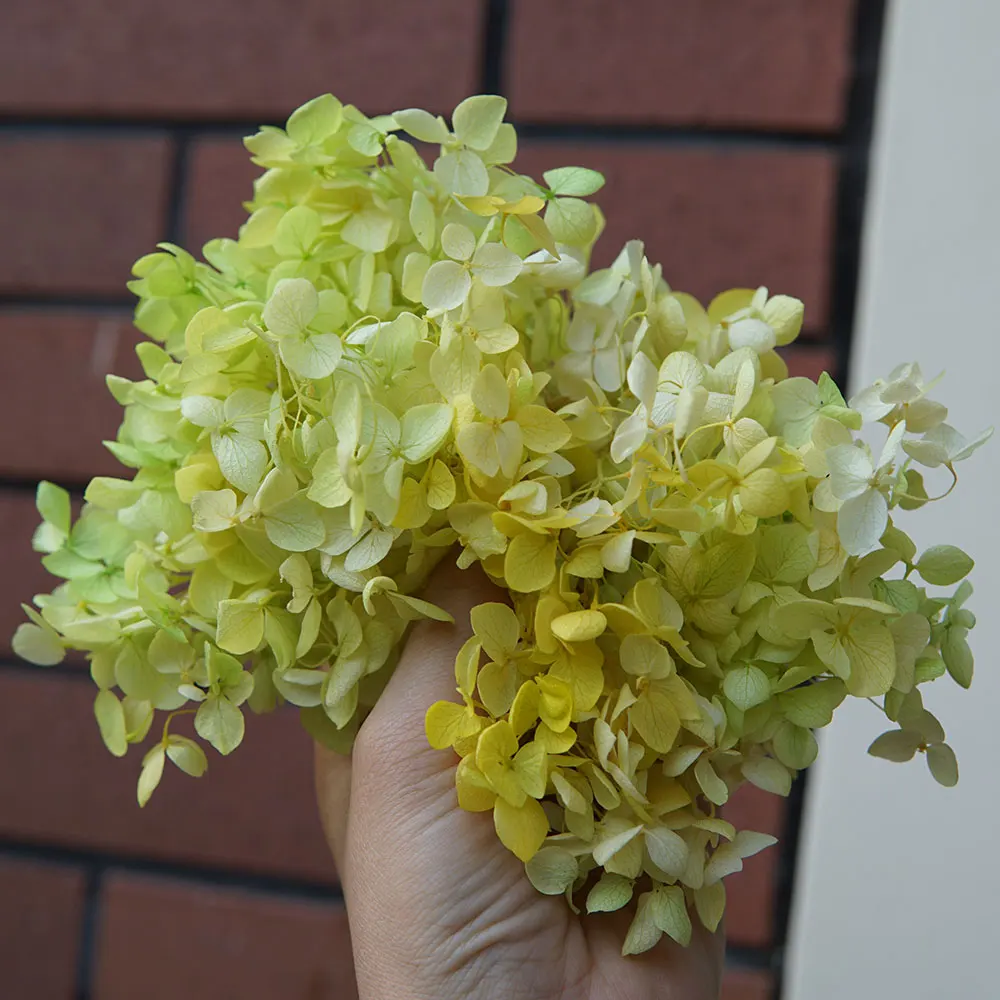 Gradient Color Preserved Hydrangea Home Decoration Wedding Decoration Small Leaf Anna Hydrangea Epoxy Handmade DIY Material image 3