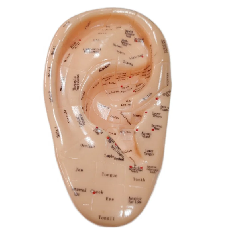 

13CM realistic PVC human ear acupuncture medical teaching mode