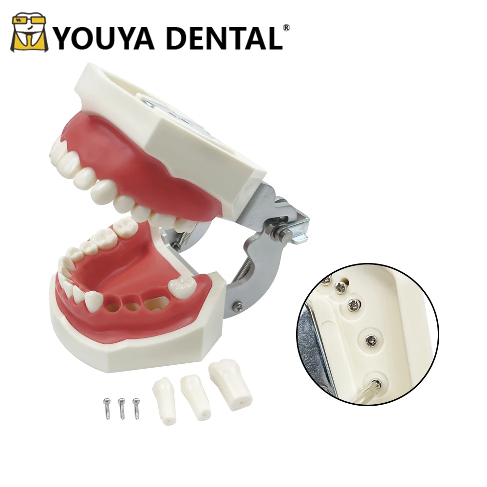 28 Teeth Resin Model Removable For Dental Technician Practice Training Jaw Typodont Standard Dental Teaching Model