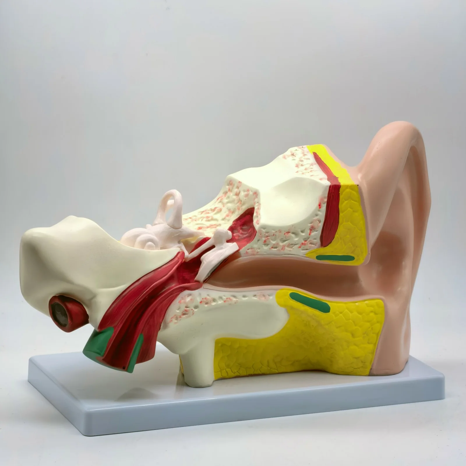 PVC 3X Life Size Human Ear Anatomy Medical Model in 2 Part Removable Sections