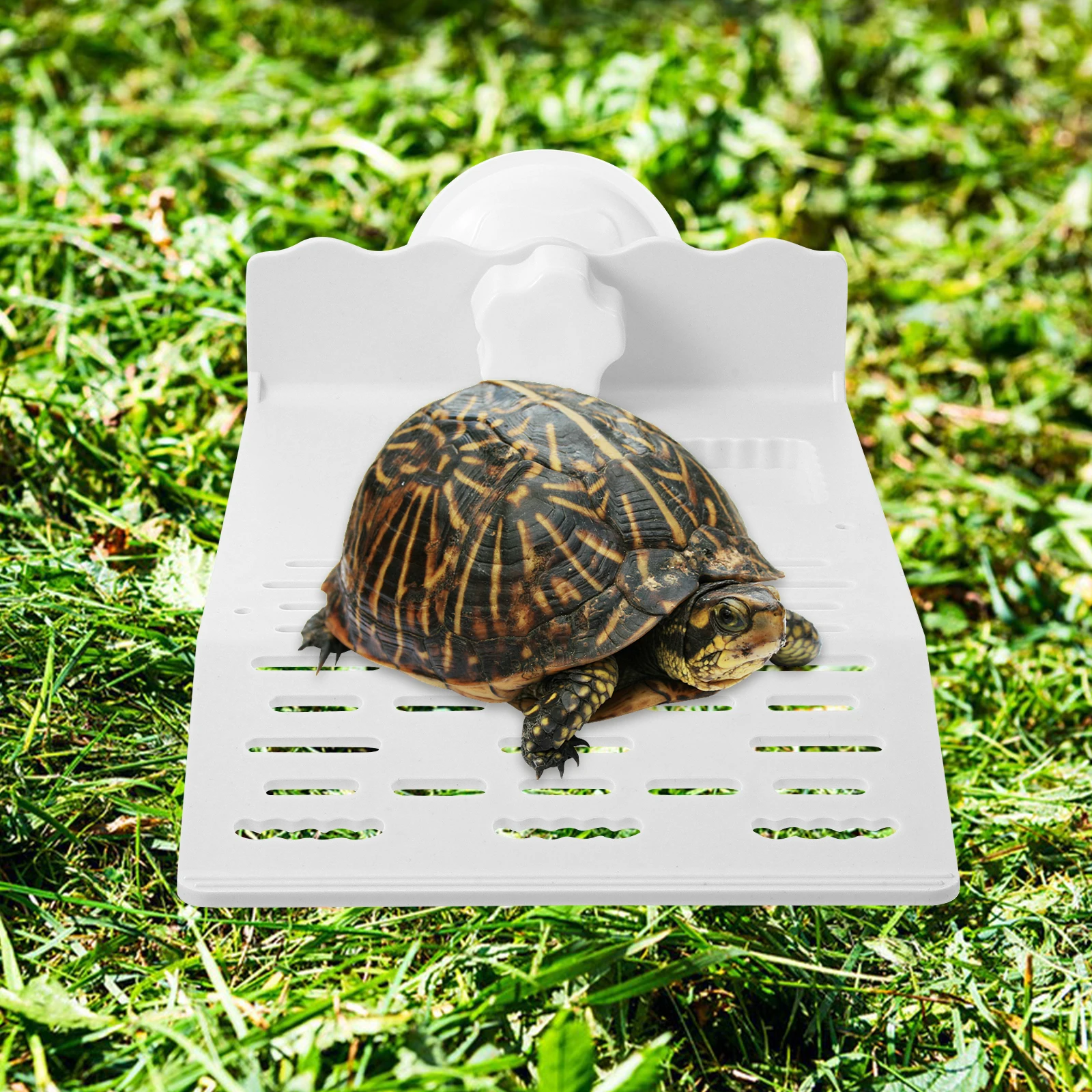 

Turtle Basking Platform Plastic Reptile Terrarium Accessories White Medium Floating Suction Cup Fixation Pet Tank Decor
