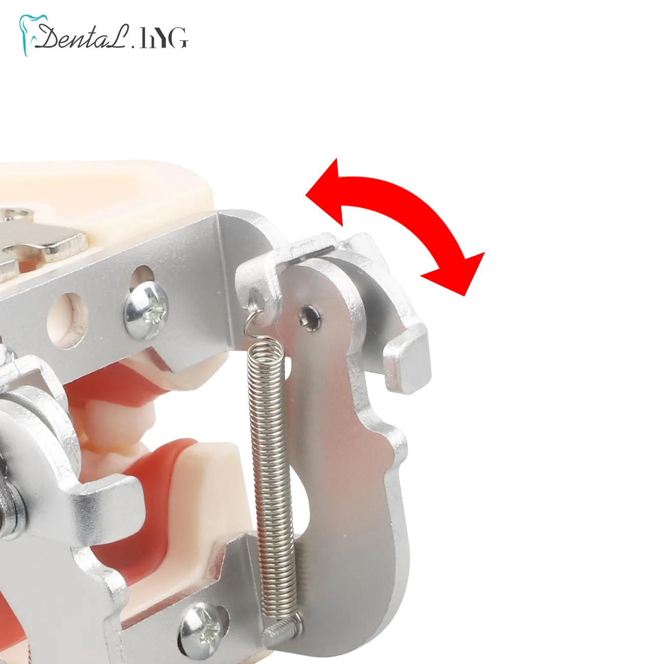 28/32pc Model zębów dentystyczne dla technika dentystycznego przygotowanie do ćwiczeń usuwalnego zęba kompatybilnego Model treningowy stomatologii