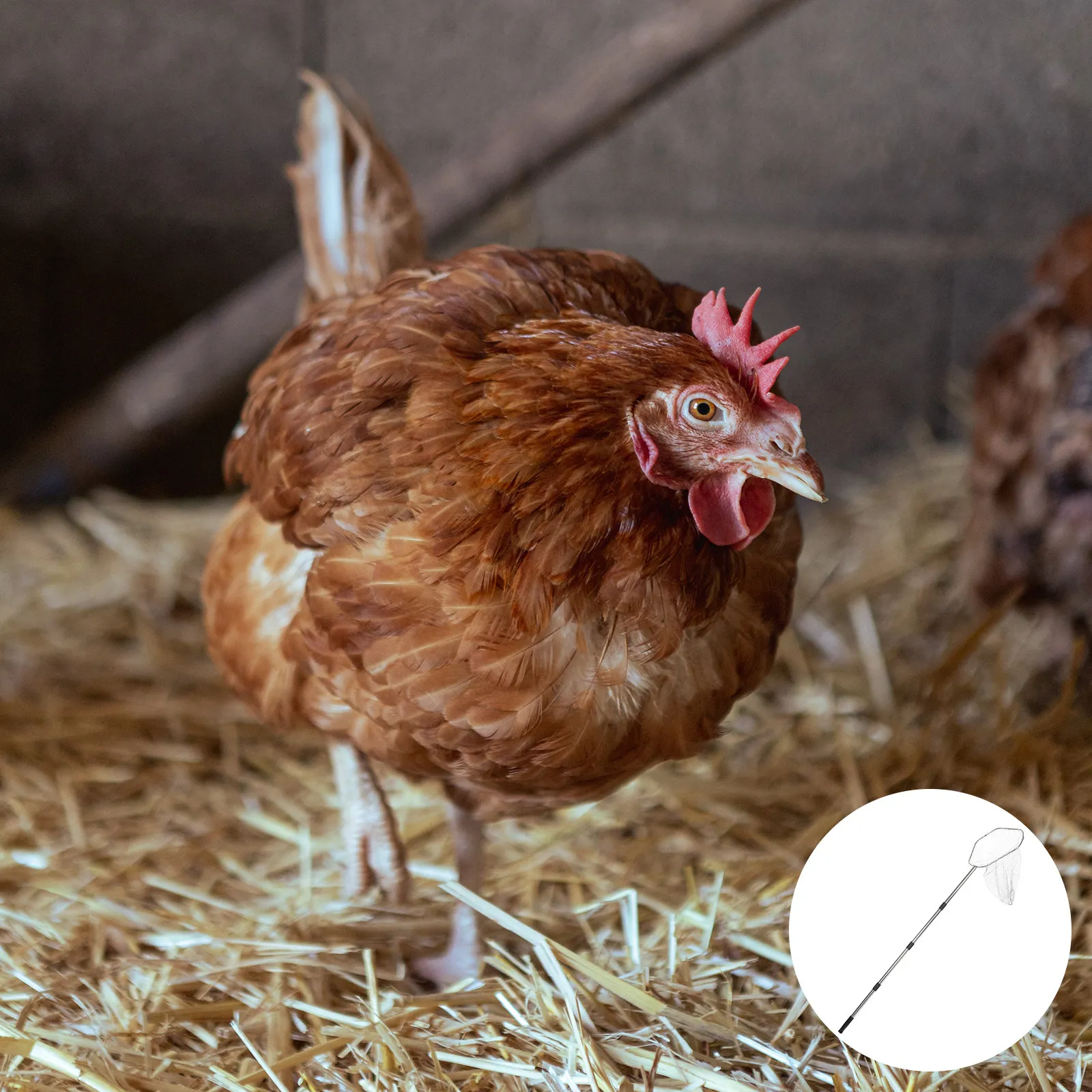 

Сетка для отлова кур с регулируемым крюком из нержавеющей стали, комбинированный набор для улавливания птицы на открытом воздухе, портативный инструмент для фермы