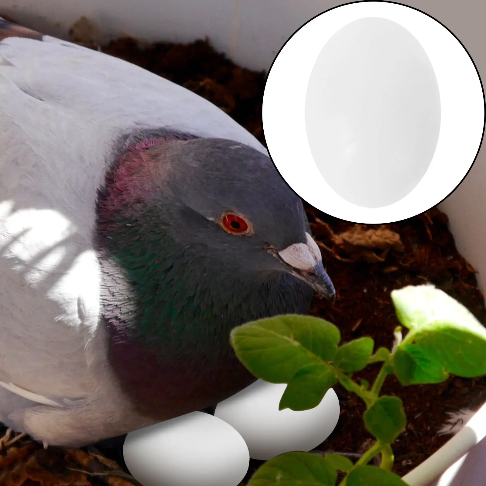 

30pcs Solid Plastic Pigeon Eggs For Tricking Birds Stop Laying Bird Training Tool Home Office Ornament Plastic Bird Egg