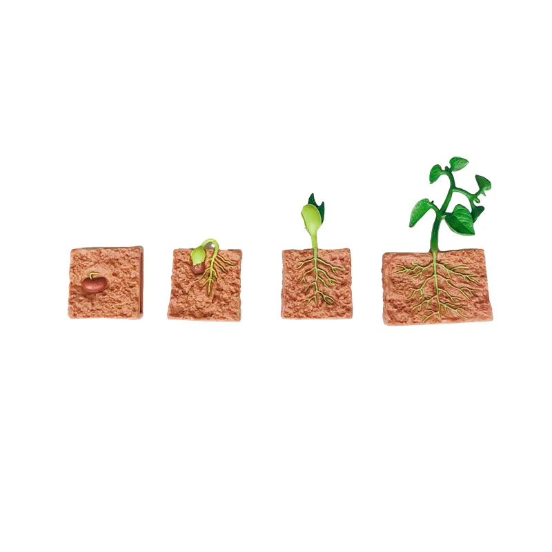 Montessori วงจรชีวิตของพืชชีววิทยาการเรียนรู้ของเล่นเกมการศึกษาปฐมวัย 3 ส่วนความรู้ความเข้าใจการ์ด/Growth รุ่น