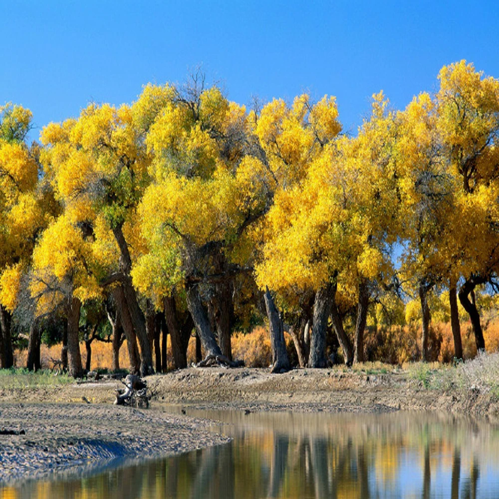 

C12C935711 Устройство для сброса чипов картриджей для принтеров Epson SureColor SC-P700, SC-P900, SC-P704, SC-P706, SC-P708, SC-PX1V