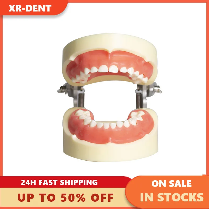 

Kids Dental Typodont Teeth Model Dental Teaching Children Teeth Model With Removable Teeth Students Use For Practice