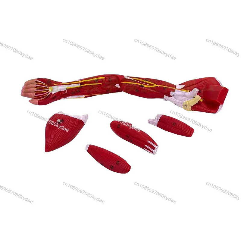 Model of Human Muscle Structure of Small Upper Limbs Lower Limbs Leg Muscles Blood Vessels and Nerves