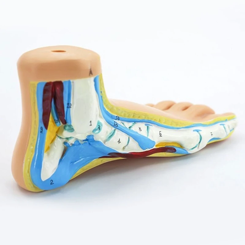 Foot Anatomical Model, Including Bones, Muscles, Ligaments, Human Foot Anatomy Model Teaching Prop with Digital Signs