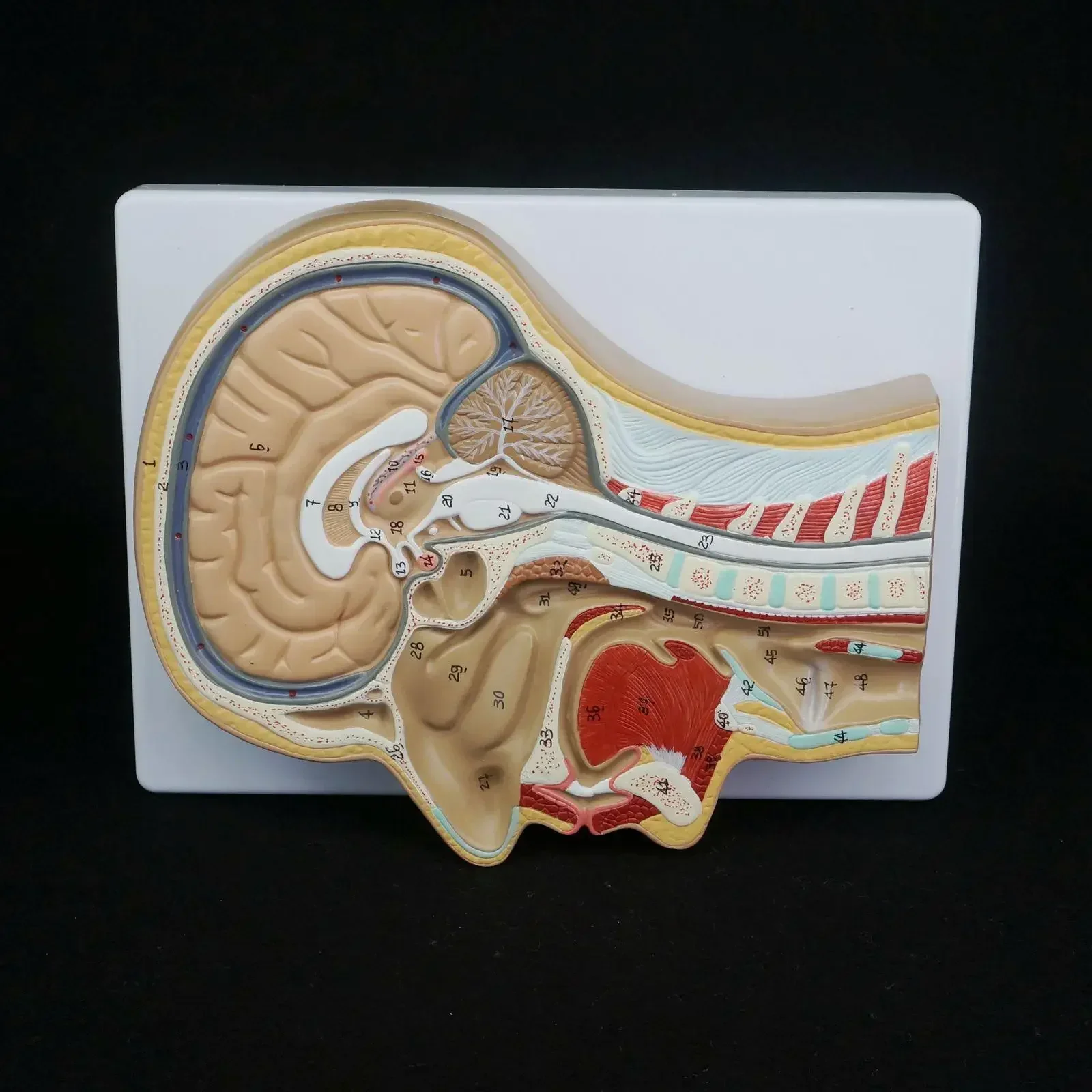 PVC Human Median Section of Head Anatomical Model Medical Skeleton Anatomy Digital Identification