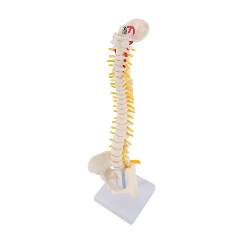 Highly Recommended 45CM Human Spine With Pelvic Model Human Anatomical Anatomy Spine Model Spinal Column Model+Stand Fexible