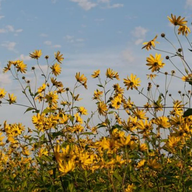 

Масло амортизатора радиоуправляемого автомобиля 100 300 400 600 800 1000 для радиоуправляемой модели гусеничного автомобиля, дрейфующего грузовика с коротким ходом Monster Trucks
