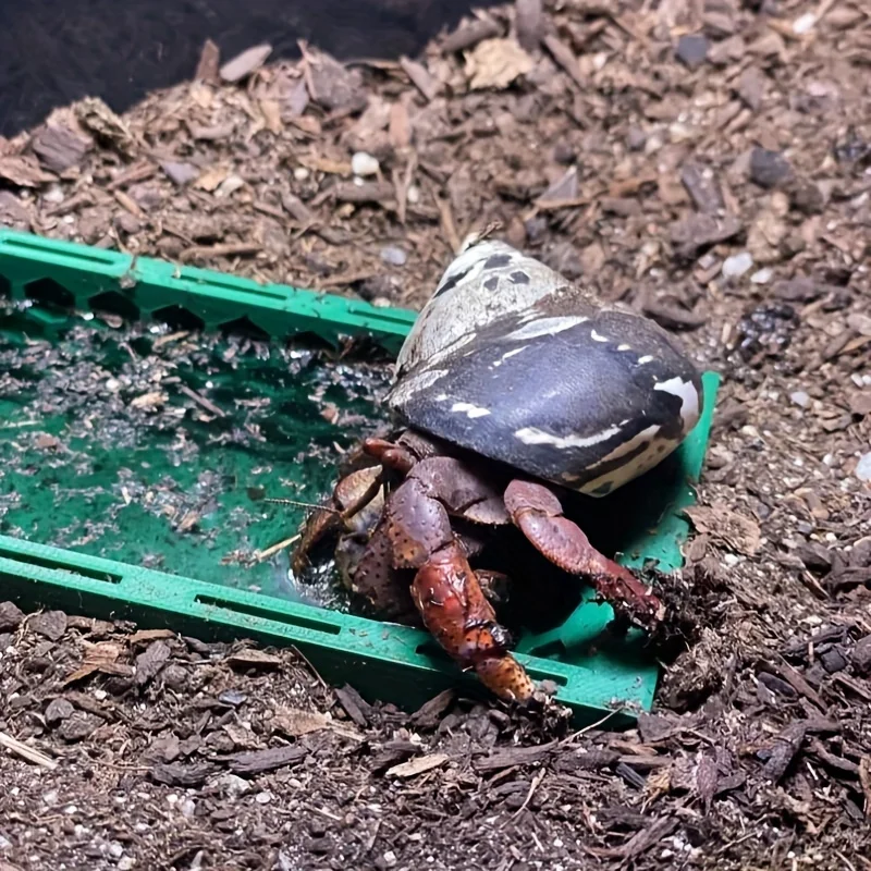 Underground hermit crab pool, hermit crab toys, hermit crab climbing pool