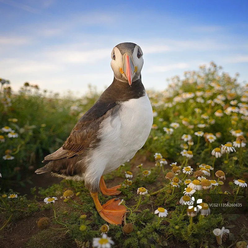 

Пульт дистанционного управления Skydroid G12, двухдиапазонный - 2.4/5.8 ГГц, дисплей 5.5 дюймов 1080P | Цифровая передача изображения на 20 км