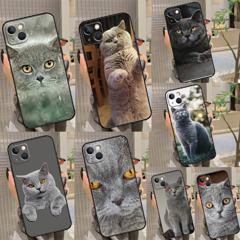 British Shorthair C… - image