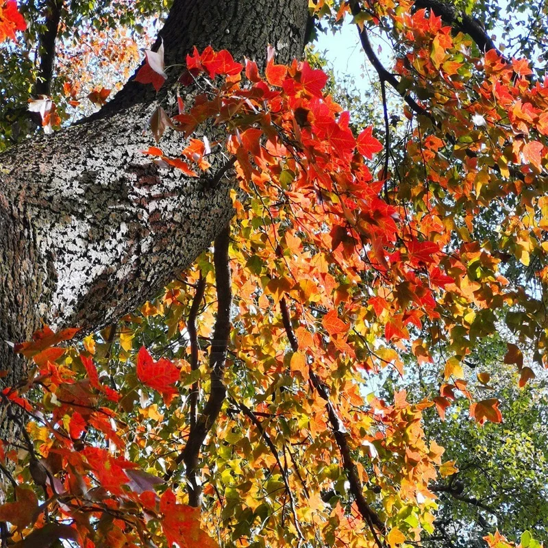 

Full Car Cover for Toyota Sienna Outdoor Use - Waterproof Snowproof Sunshade, Winter & Summer Auto Protection Accessories