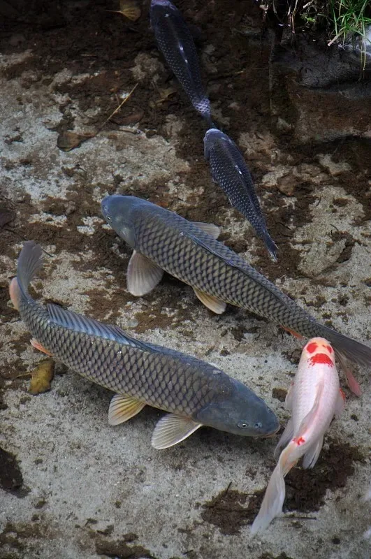 

AXIAL SCX10 III Metal Chassis Frame Rails Adjustable Wheelbase Kit for Gladiator/Wrangler (4PCS Set)