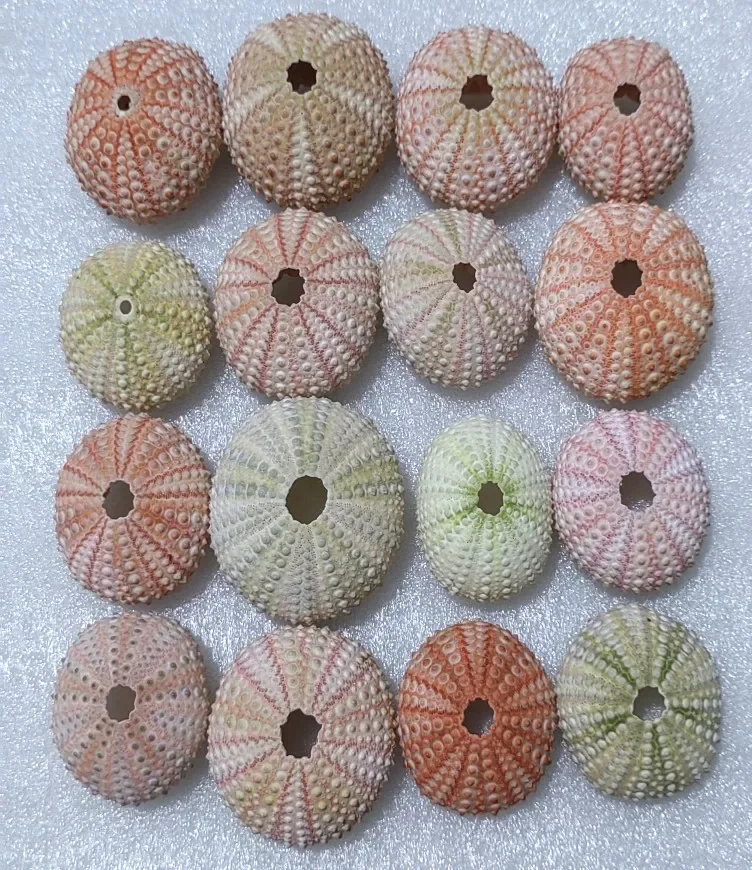 Sea Urchin Shells 3-5cm Pink Natural Conch Marine Wedding Decoration Fish Tank Accessorie Aquarium Home Decor Beach Ocean