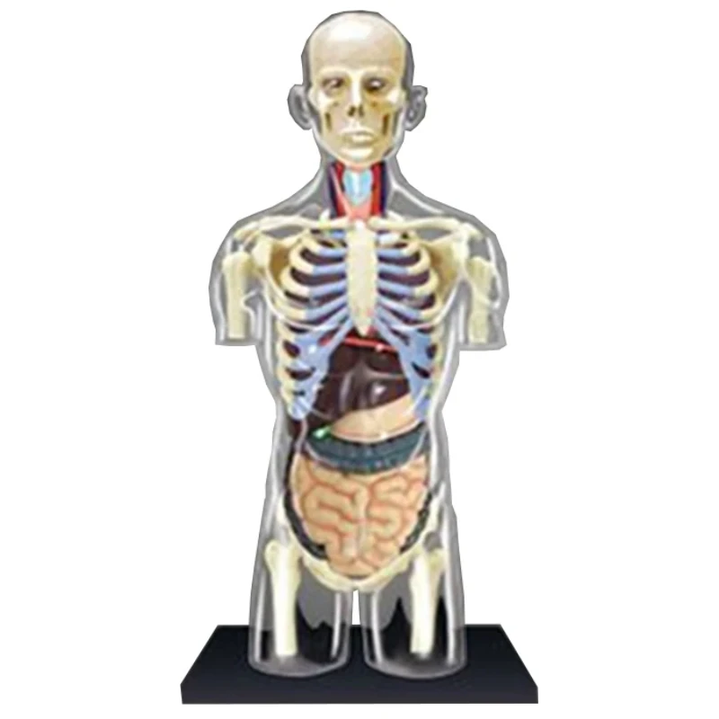 puzzle puzzle assembly toy human organ  half body model visceral assembly model