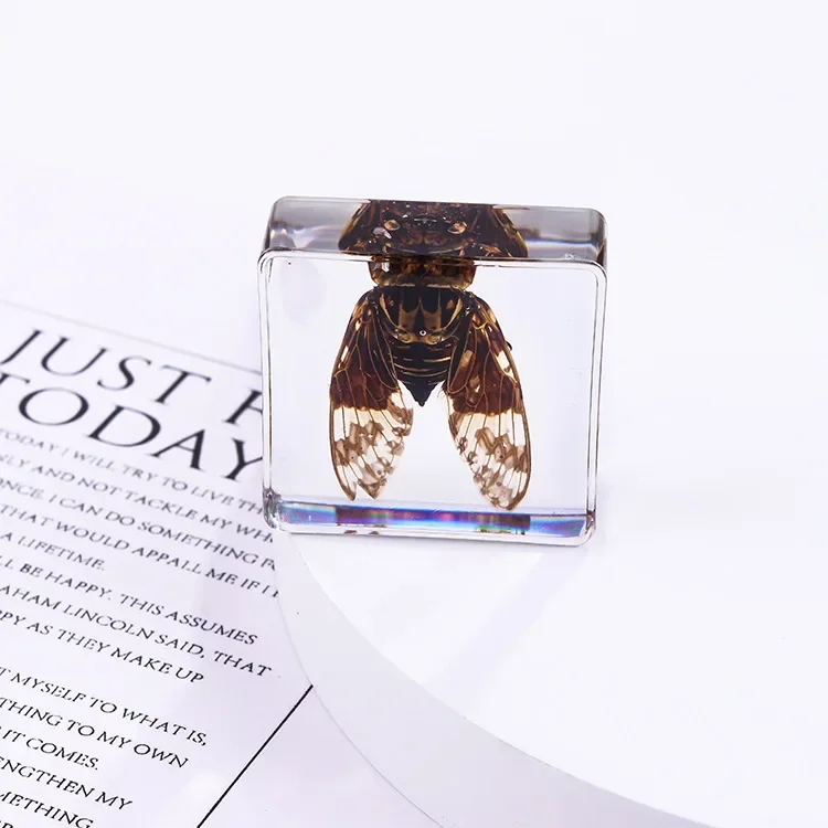 Vierkant insectenspecimen van hars, extra cognitieve leermiddelen, dierenspecimen, kunstmatig amber handwerkornament