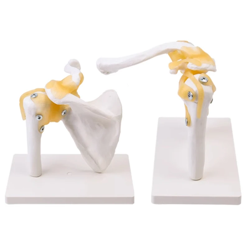 Functional Anatomical Model Human Anatomy Skeleton Shoulder Joint Bone Muscle Model Medical Teaching Tools