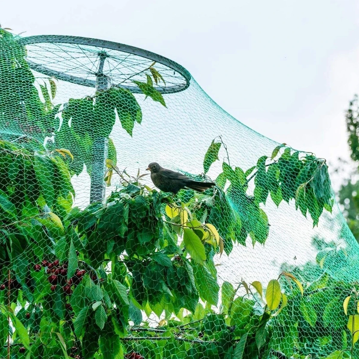 Green Bird Proof Net Garden Netting Orchard Fruit Tree Protection Mesh Anti-bird Fence Reusable Pond Leaf Protection Multi Size