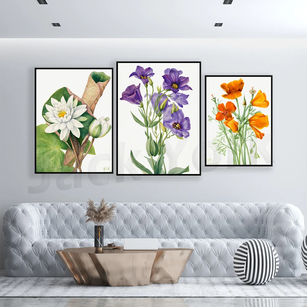 California Poppy Vintage Botanical Art by Mary Vaux Walcott, Poppy Flower, California Poppy Art, Vintage California Art
