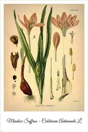 

Meadow Saffron Vintage Botanical Floral Illustration, Art Picture Print Silk Poster, Home Wall Decor