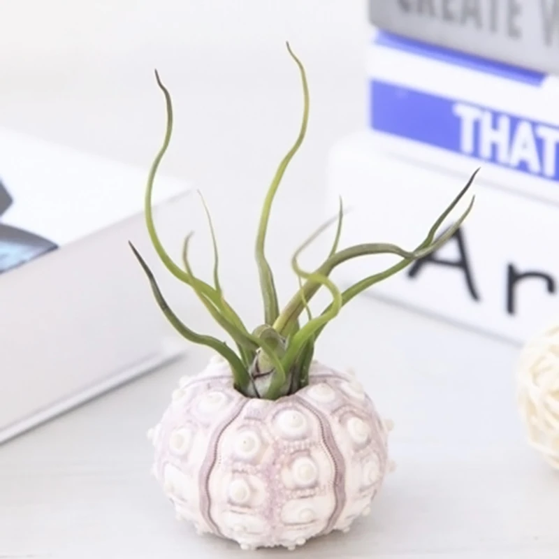 Air Plants Sea Urchin Tabletop Tillandsia Holder Miniature Gardening Decorations Dropsale