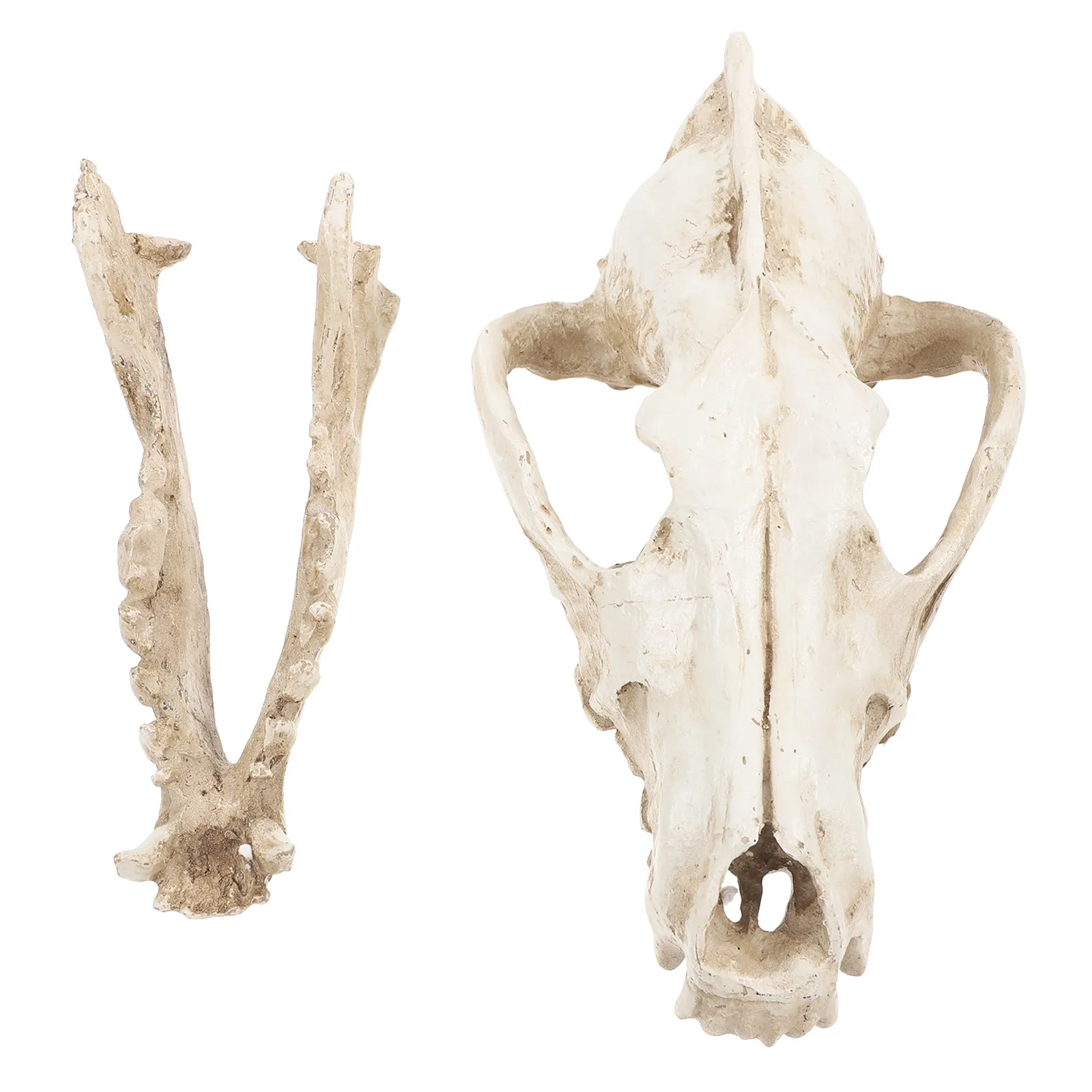 Wolf Skull Decor Resin Bone-Like Weight Feel Realistic Detailed Home Bar Party Teaching Collection Display