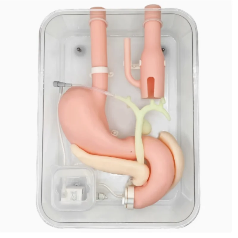 

ERCP training model The gastroscopic training model highly simulates the stomach duodenum Adult 1:1 ratio