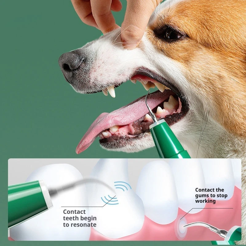 Pet Oral Care Dog Scaler Dental Scaler Electric Oral Irrigator Household Portable Dental Calculus Ultrasonic Scaler