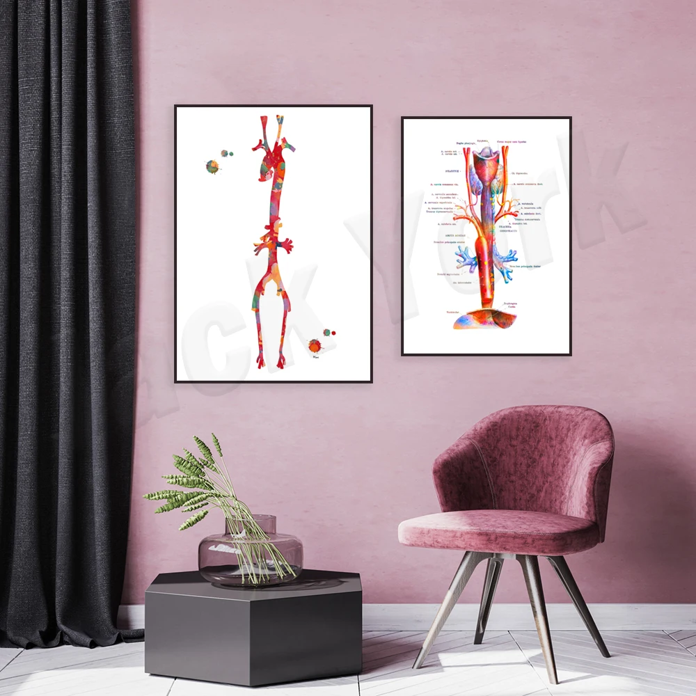 Aorta anatomy diagram, aorta trachea esophagus poster trachea applied anatomy art medical clinic decoration medical student gift