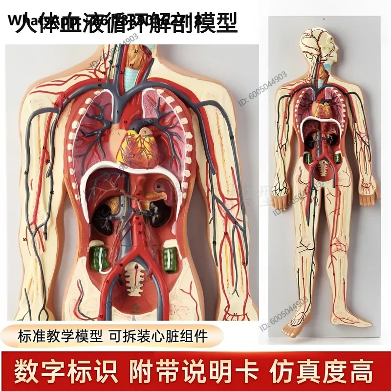 Human Anatomy Model Nervous System Central Spinal Cord Blood Circulation Urinary Digestive Endocrine Educational
