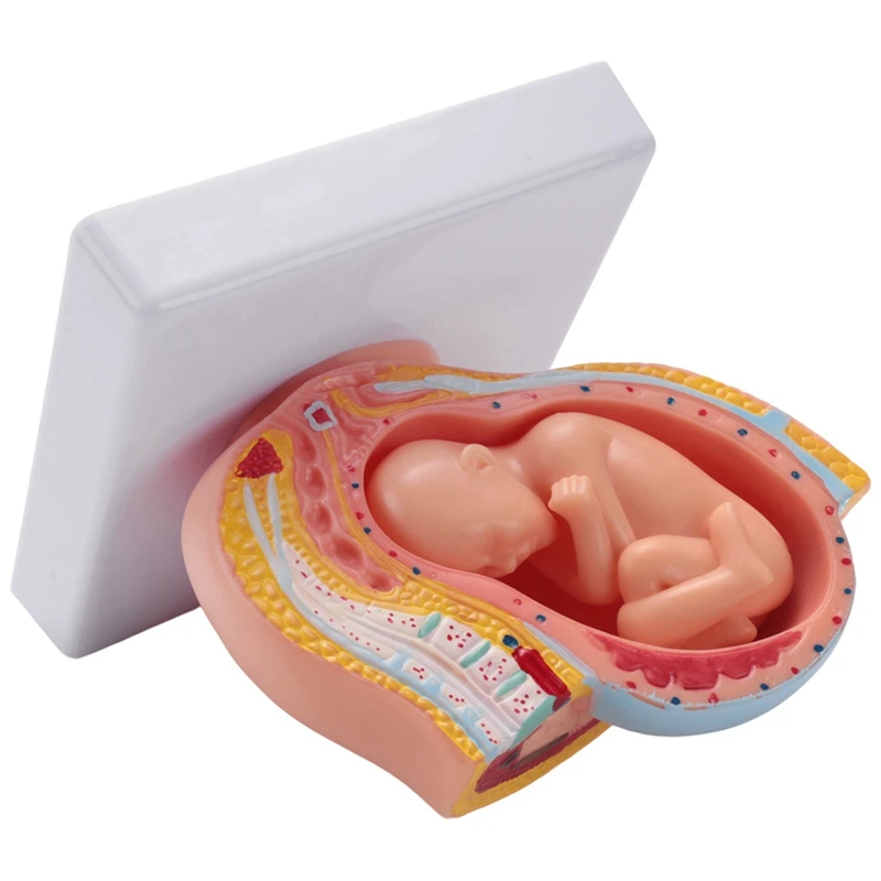 2X Human Pregnancy Fetal Development 9Th Month Embryonic Pelvic Model Fetus Foetus Pregnancy Anatomy The Placenta Model