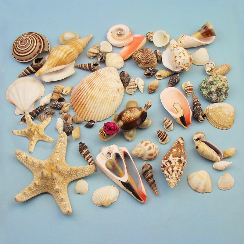 Shell conch. Starfish, scallop shell, conch shell DIY handmade granule material. Wind chimes,mobile phone case patch materials