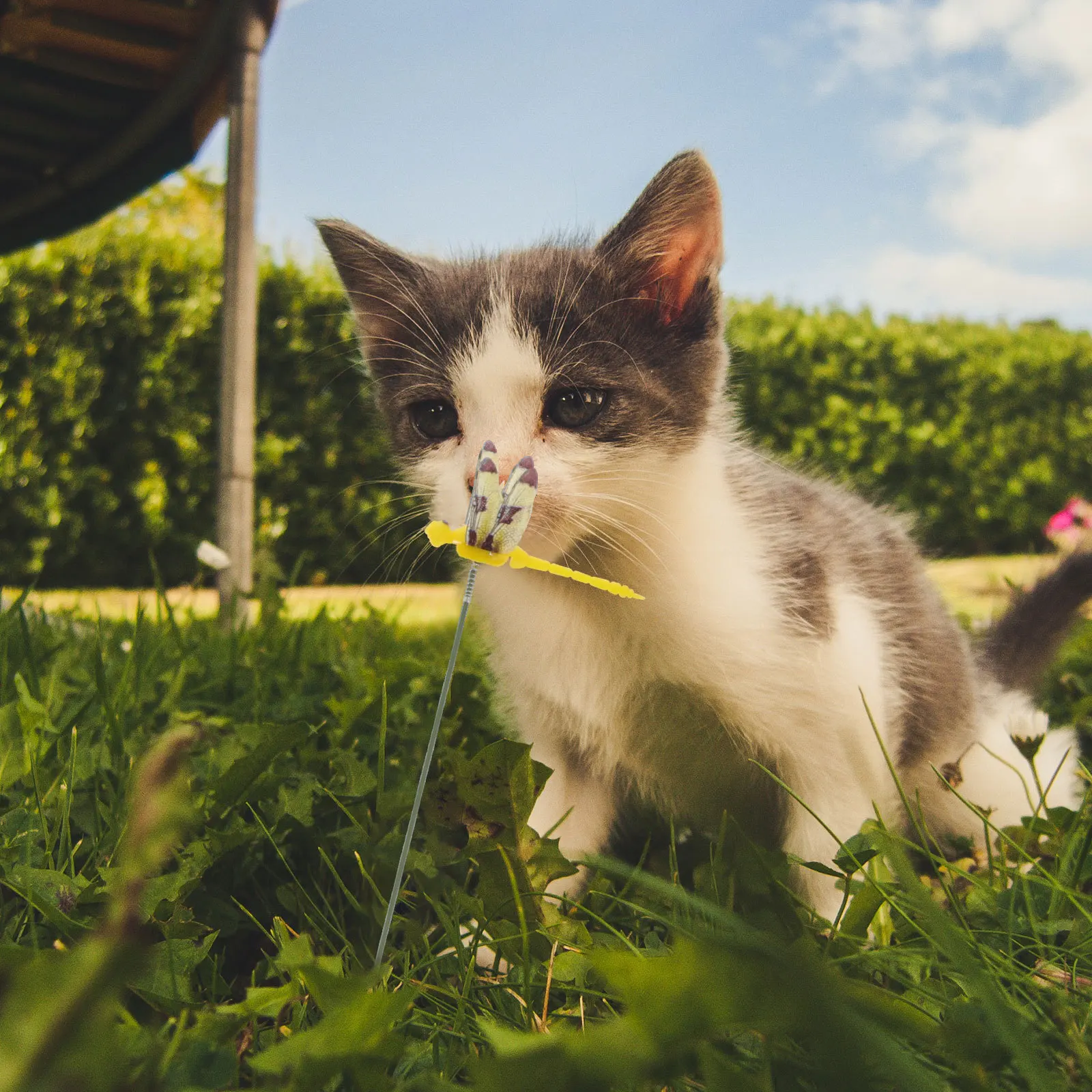 

50Pcs Garden Dragonfly Stakes Plastic Realistic Decorative Picks for Outdoor Yard Plant Flower Vase Decor Dragonfly Stakes