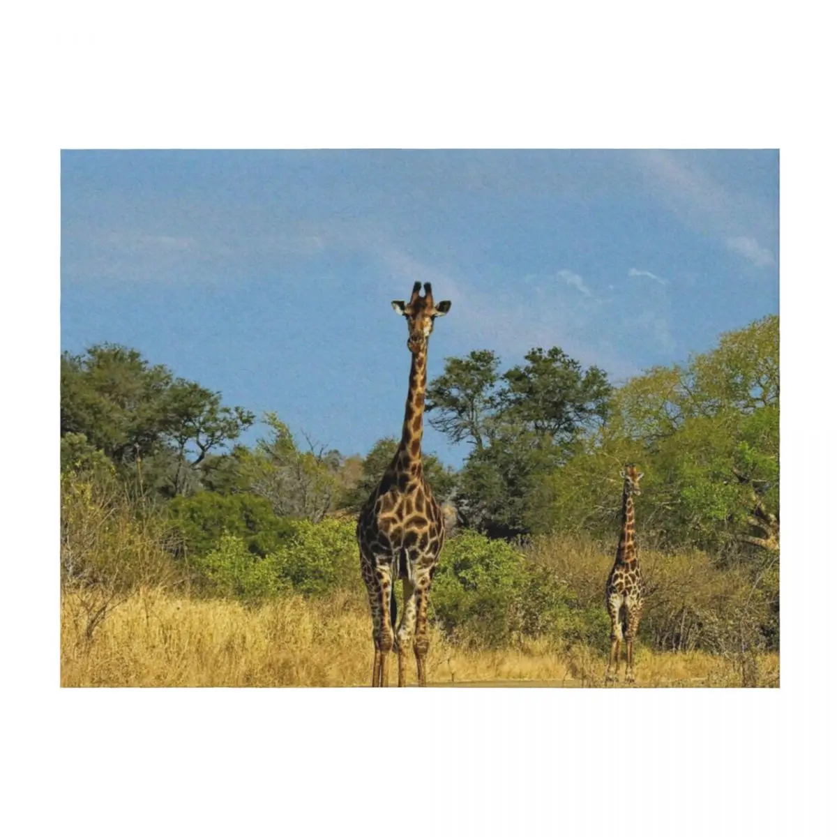 

Giraffes in the Wild, Kruger national park, South Africa Throw Blanket Decorative Sofas Soft Big bed plaid Luxury Blankets