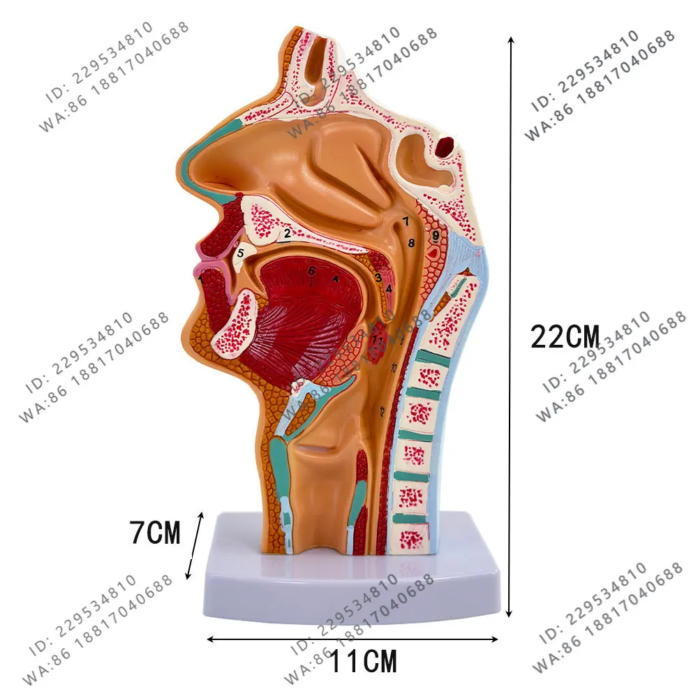 Head anatomy model, oral, nasopharyngeal, medial and lateral blood vessels and nerves model