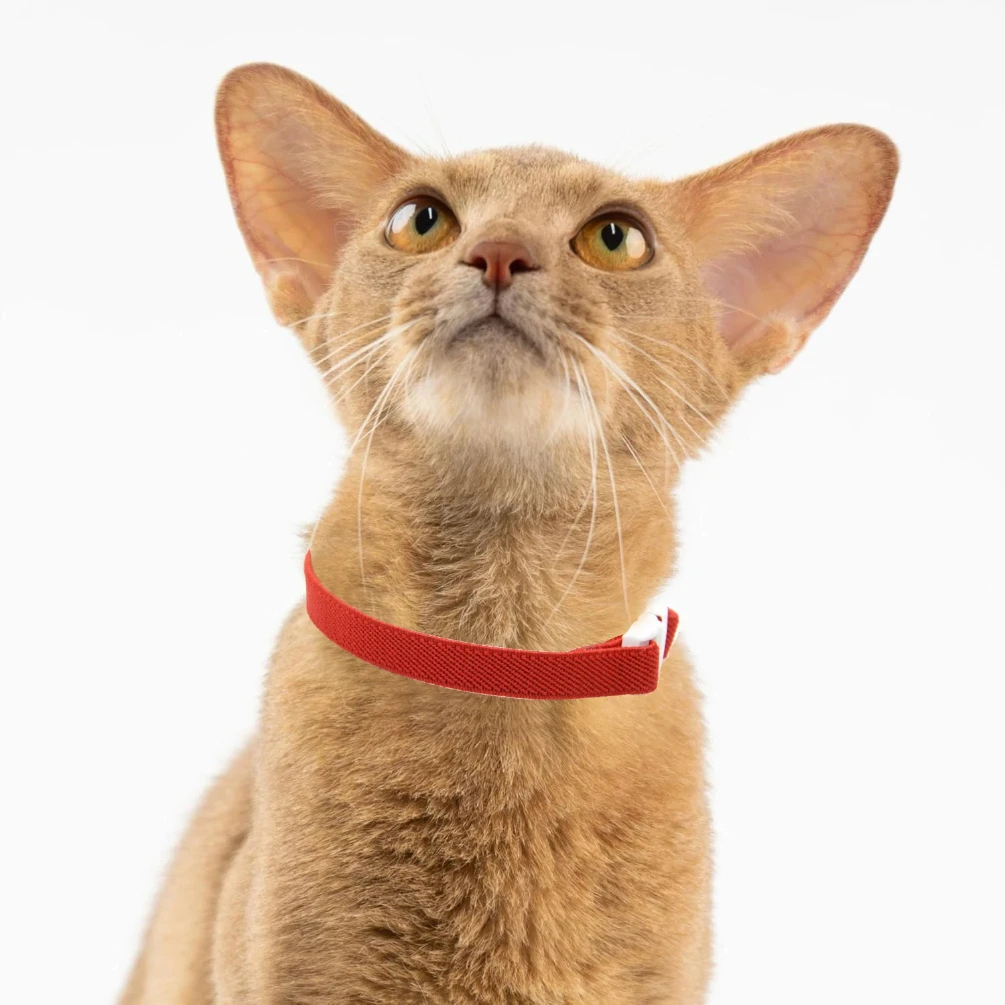 Fashion Safety Cat Collar Stretch Elastic Collars - Light Weight for Kitten, Neck for All Small Large Cat,Puppy Pet Accessories view 4