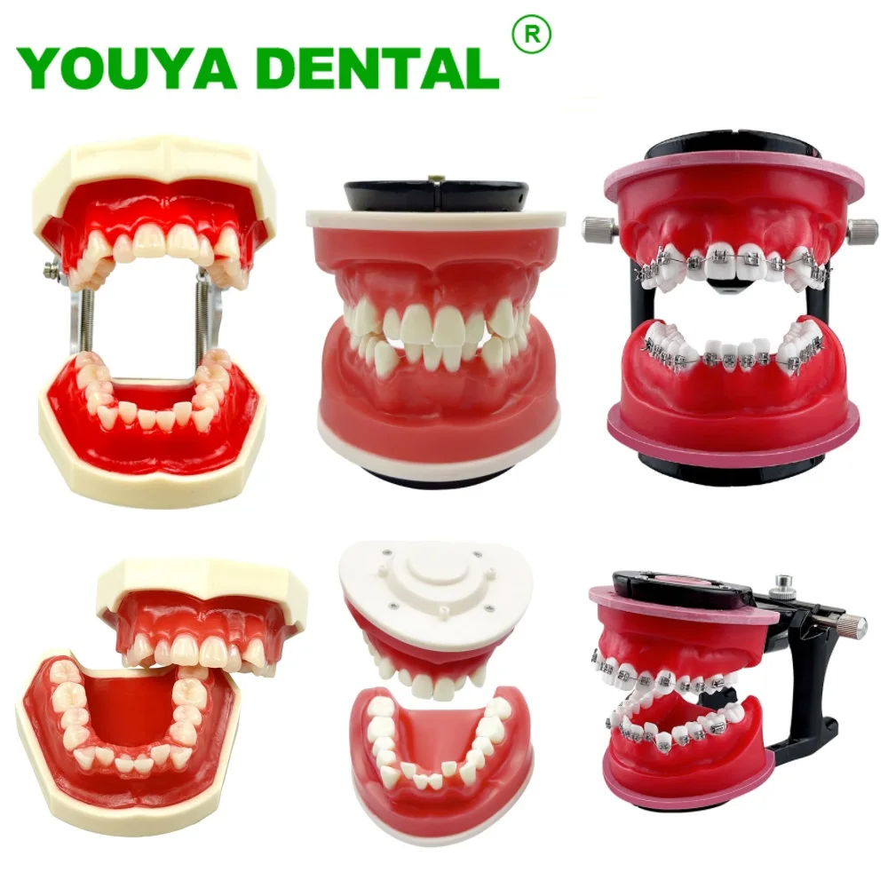 

Ортодонтическая модель Typodonts Gum Wax Embankment, модель для практики зубов, стоматологическая ортодонтическая репозиционирующая форма для обучения, хит продаж