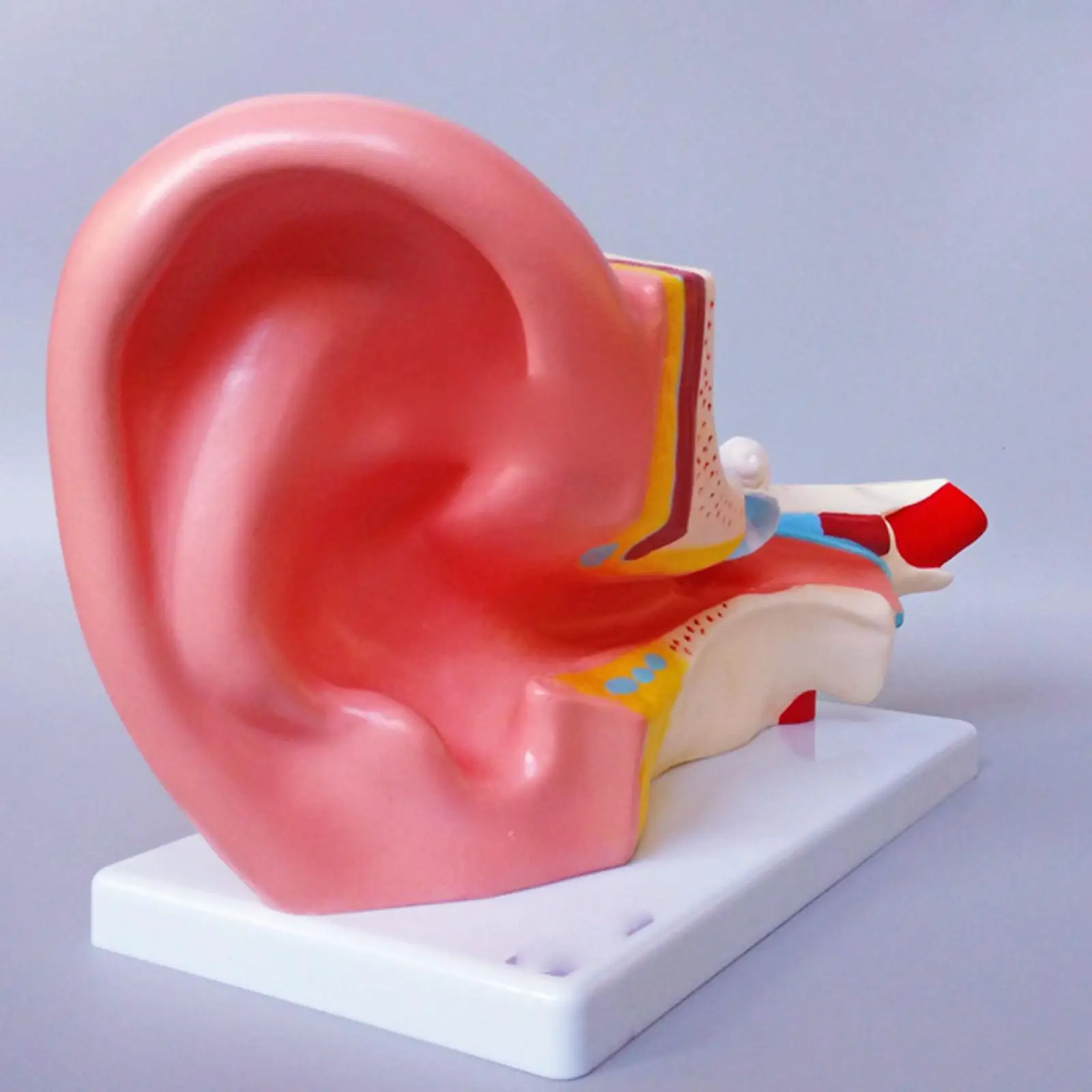 PVC 3X Life Size Human Ear Anatomy Medical Model in 2 Part Removable Sections