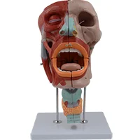 

Nasal, Oral, Pharyngeal and Laryngeal Cavity Model Medical Science Anatomy Simulator Educational Teaching Aids for Medicine Coll