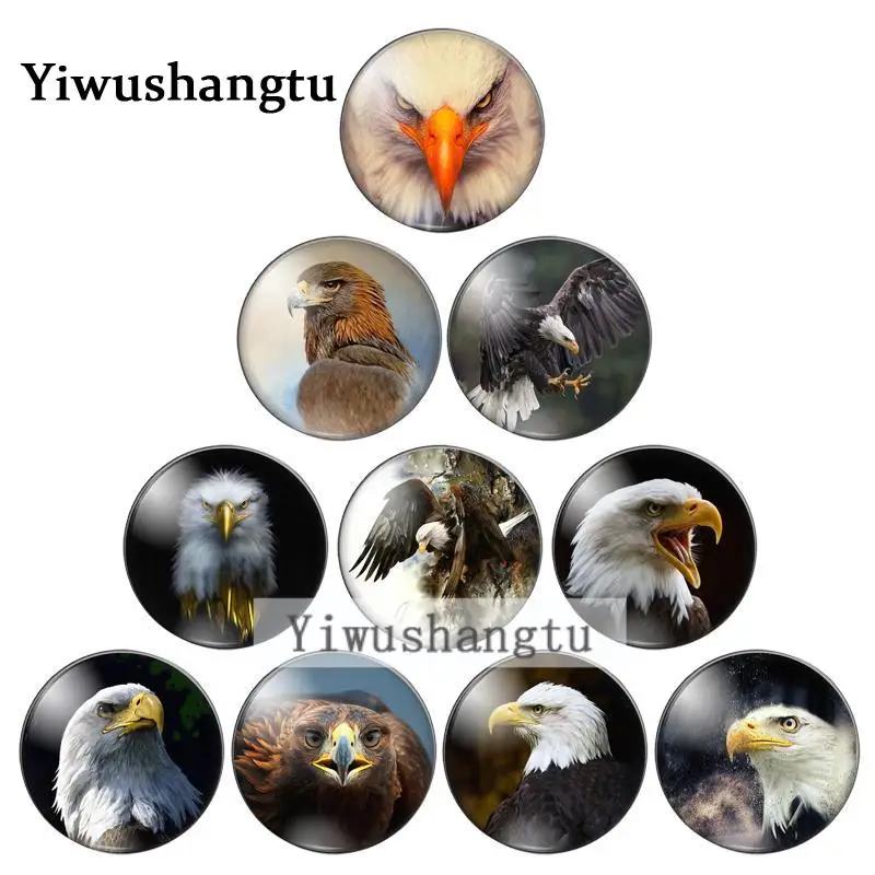 New animals eagle beauty 8mm/10mm/12mm/18mm/20mm/Round photo glass cabochon demo flat back Making findings ZB0543