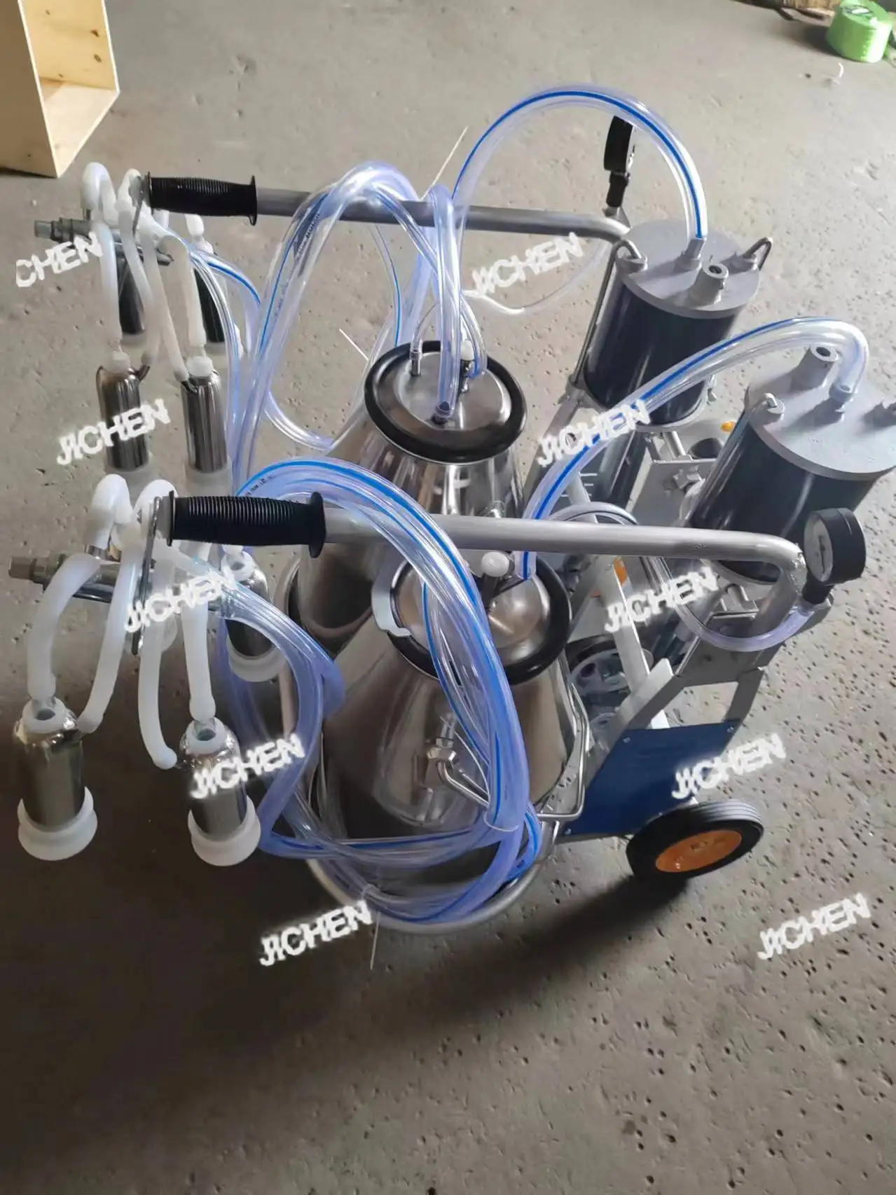 Xctj Two Cows/Time …