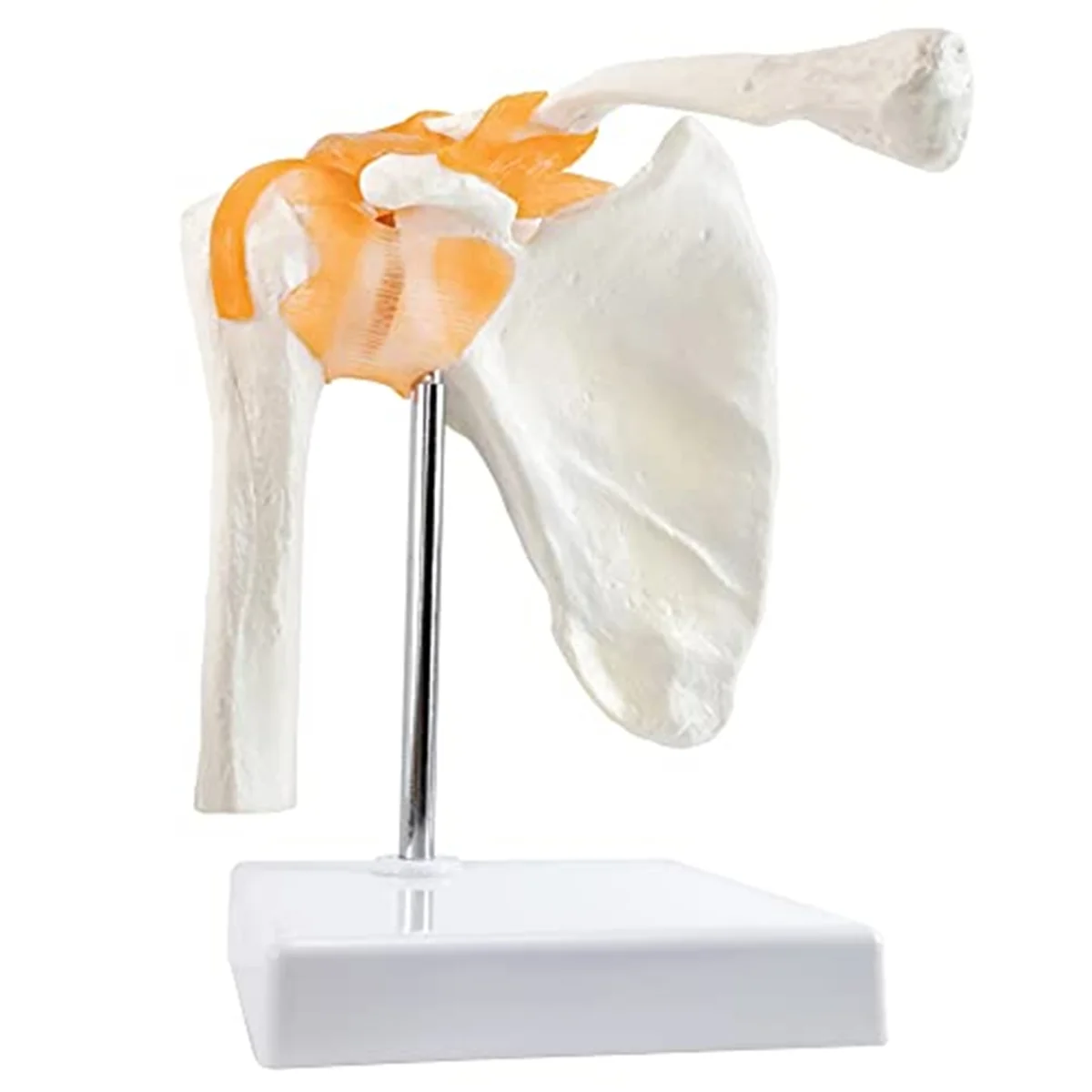 Anatomy Shoulder Joint Model Medical-Anatomy Skeleton, Anatomical Medical-Knee Joint with Ligaments Model