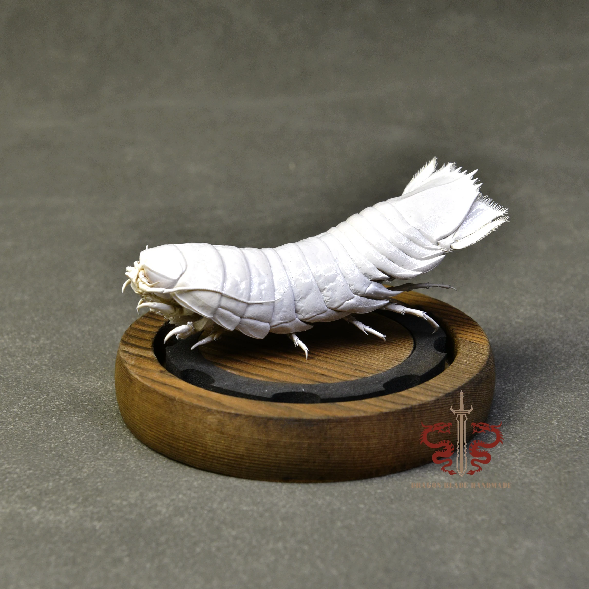 Crab specimen Bathynomus doederleini, museum-quality taxidermy display box, Collection Home Decor Ornament Desk Decoration