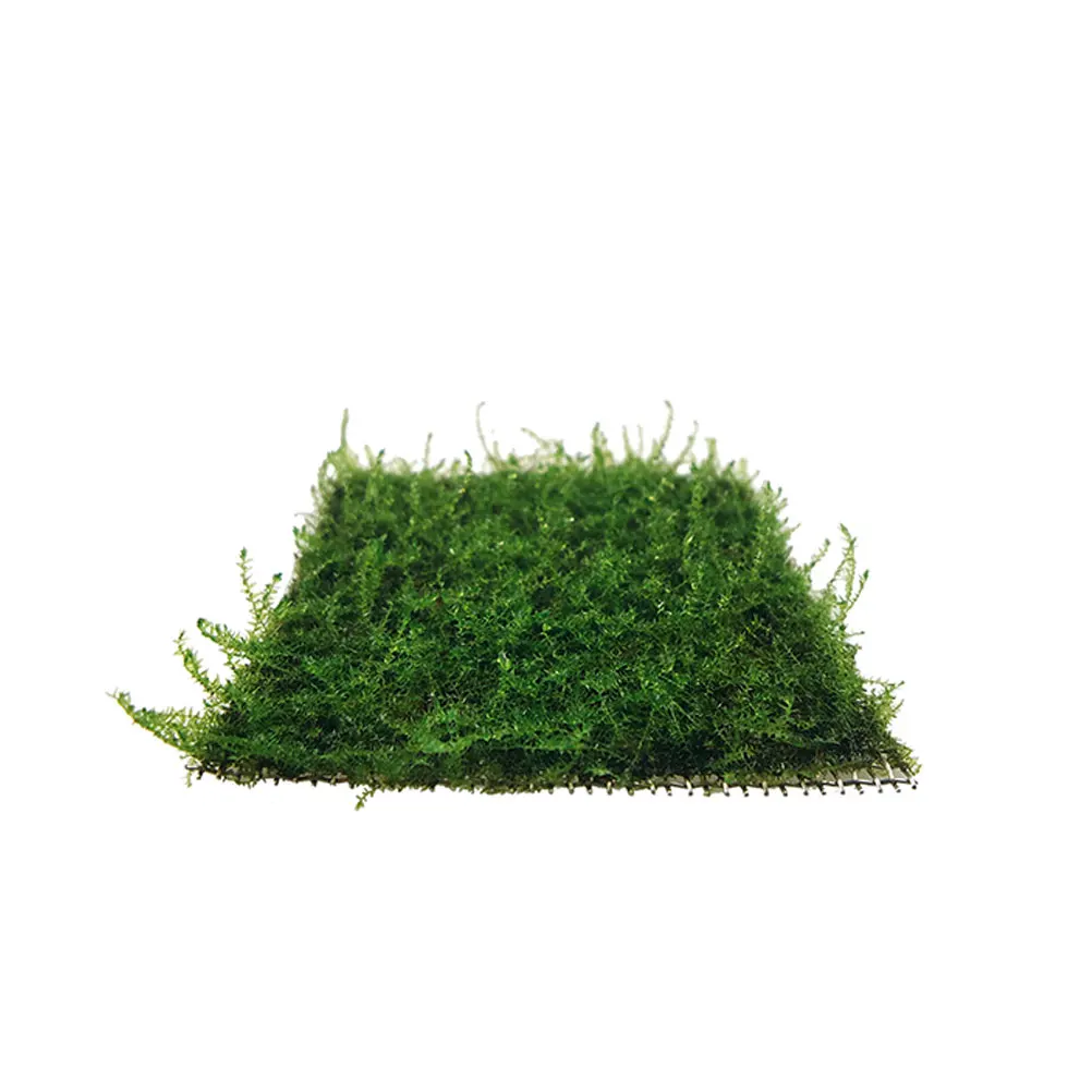 

Aquarium Mesh Pad Durable Sturdy Wear resistant Moss Net Stainless Steel Wire Fish Tank Accessory Multi function Decor