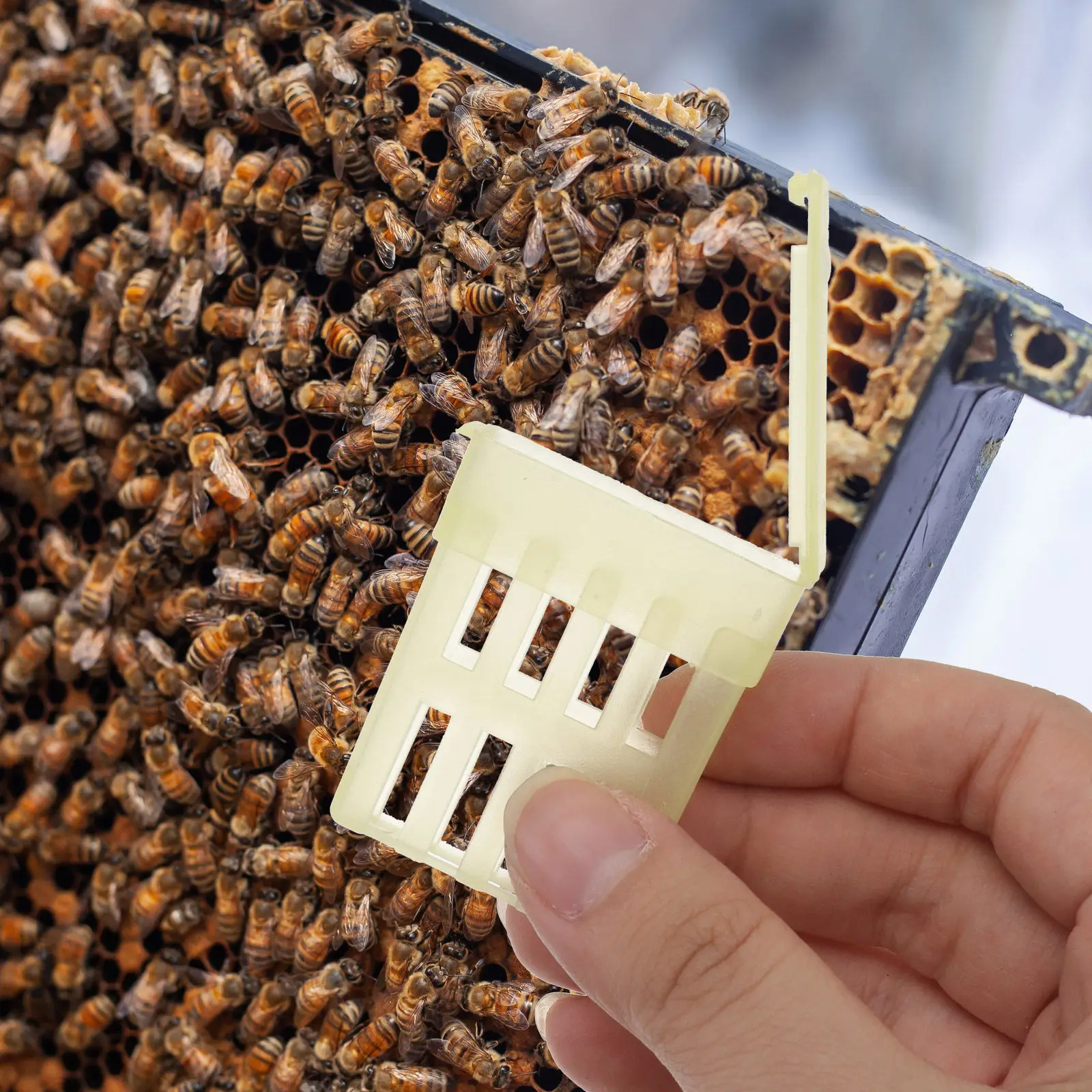10Pcs Plastic Cage Beekeeping Tool Wear Resistant Catching Marking Breeding Isolation Box Beekeeping Tool