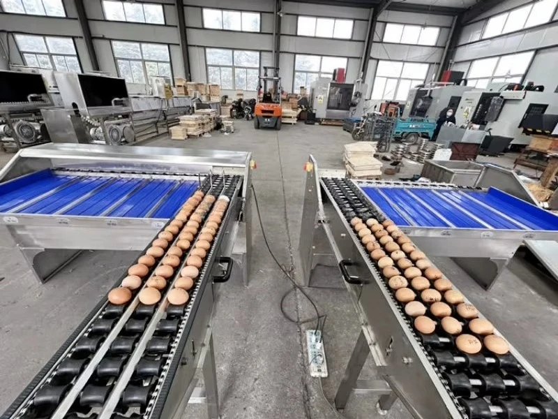 Custom 20000-30000pcs/h Egg Weight Grader 304 Stainless Steel Industrial 5-7 Grades Chicken Egg Sorting Equipment